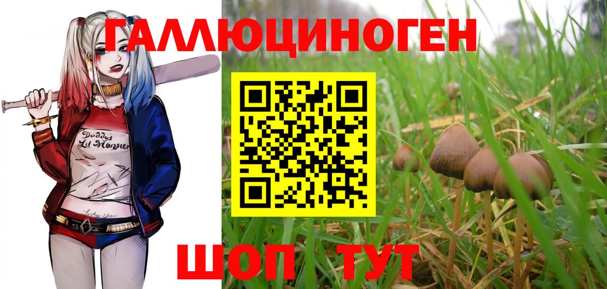 Мичуринск  Галлюциногенные грибы Psilocybine cubensis  Вход с VPN 